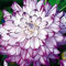 Haloppe 200 Pz Dalia Fiori Piante Semi per la Piantagione del Giardino di Casa, Semi di Dalia Mini Dalia Semi in Vaso per Giardino Semi di Dalia
