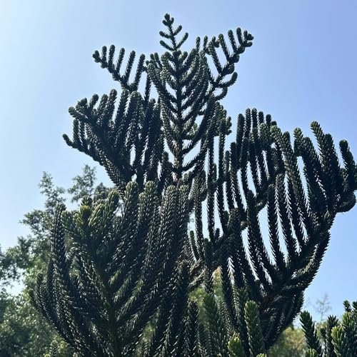 150 piezas Semillas de araucaria Plantas perennes resistentes, árboles bonsái reales Árbol de araucaria, Araucaria araucana Plantas resistentes al invierno para balcones, plantas en