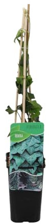 Bloomique - Hedera Hibernica - Großblättriger Efeu - Immergrün - Kletterpflanzen - Gartenpflanzen - Winterhart - Topf 15 cm - 70-80 cm hoch