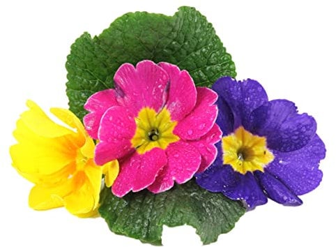 Polyanthus Plants - 'Stella Mix' - 6 x Full Plant Pack - Garden Ready - Ready to Plant - Premium Quality Bedding Plants