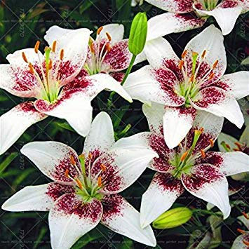 SEMI -1pcs bulbi di giglio È vero, doppi petali di bulbi di fiori di giglio (non i semi del giglio) bulbi da fiore pentola Bulbous Root piante perenni Lilium 18