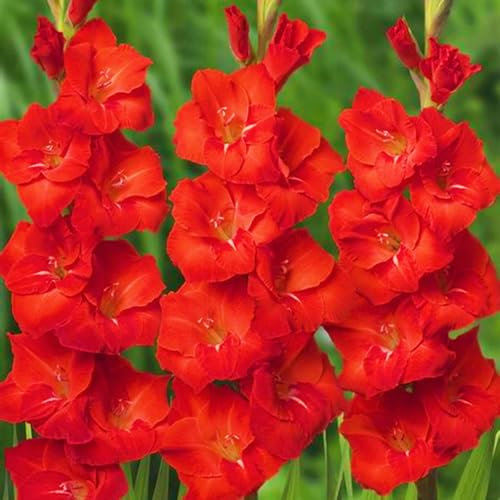 Gladiolenknolle-Winterhart MehrjäHrig,Gladiolen Blumenzwiebeln,Gladiolen Zwiebel,Gladiolen Zwiebeln Winterhart,Gladiolen Knollen,Gladiolen Zwiebeln Mix,Bonsai Pflanze-3zwiebeln-a