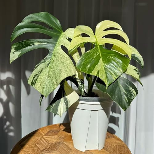 semi di pianta monstera piante rampicanti resistenti Monstera variegata soggiorno giardino interno, esotici, piante verdi serra perenni resistenti e resistenti, giardino 150pcs