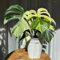 semi di pianta monstera piante rampicanti resistenti Monstera variegata soggiorno giardino interno, esotici, piante verdi serra perenni resistenti e resistenti, giardino 150pcs