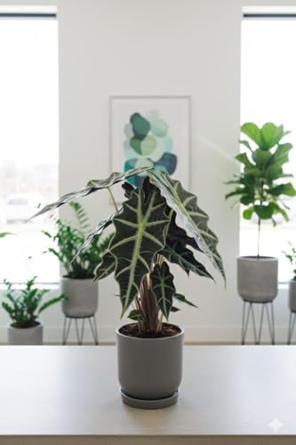 Alocasia Polly - Tropenwurz - Alokasie - Pfeilblatt - 17cm Topf - 45cm hoch