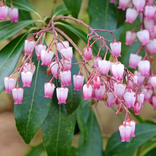 Pieris Katsura Plant in Pot - Outdoor Garden Ready Hardy Evergreen Shrub - All Year Round Live Plant - Flowering Shrub for Gardens, Pots, Containers, Borders, and Flower Beds (5 Litre Pot, 50-70cm)