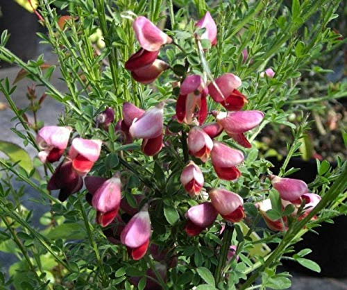 Cytisus scoparius Killiney Red - Ginster Killiney Red - Edelginster - Besenginster - Schmuckginster