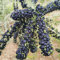 50 pcs schwarz goji beeren baum samen, echte pflanzen für drinnen, samen alte sorten wolfsbeeren - Lycium chinense - winterharte pflanzen für balkon, saatgut alte sorten exotische