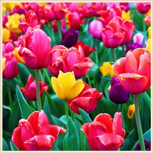 Tulpenzwiebeln-Winterhart MehrjäHrig,Tulpenzwiebeln Winterhart Aus Holland,Tulpenzwiebeln Winterhart,Tulpen Pflanzen,In Töpfe Pflanzen,Zuverlässiger Verkäufer-5zwiebeln-c