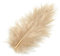 Echte Marabufedern / Federn SAND (15 Stück / 10 cm)