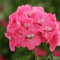 Ponak Neue 20pcs Geranien Blumensamen Pink