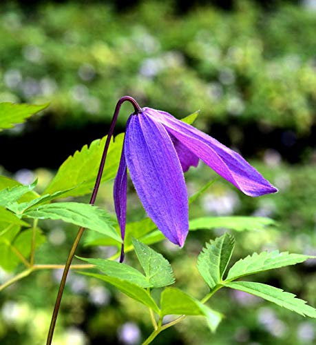 Frühe Alpen Waldrebe Georg 40-60cm - Clematis macropetala - lebende Gartenpflanze aus den Baumschulen