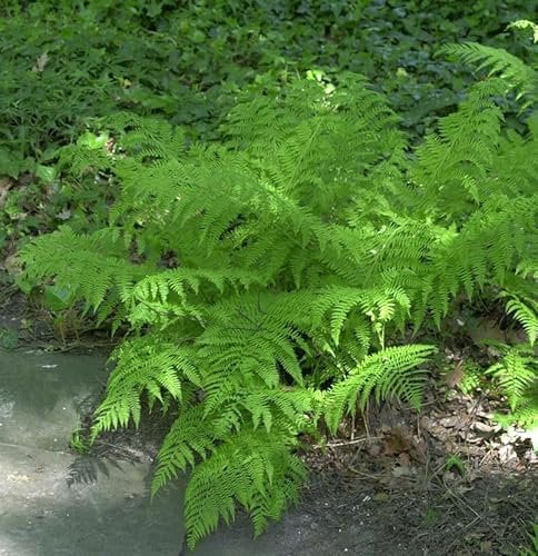 Wald-Frauenfarn - Athyrium distentifolium