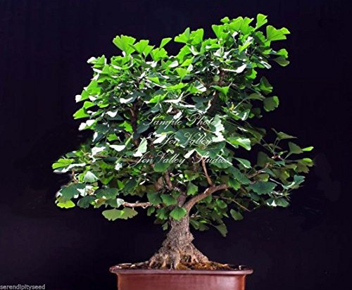 Gingko Biloba Semi antico albero Primitive conifera standard Bonsai o di un contenitore