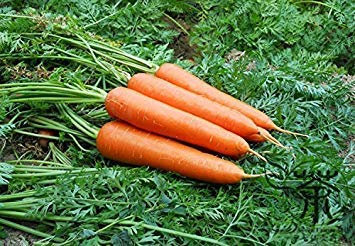 seedsown Samen Keimung: 30Pcs: Kaufen Taglilie Herb Gemüse Samen Pflanze Blume Gemüse Hemerocallis Citrina