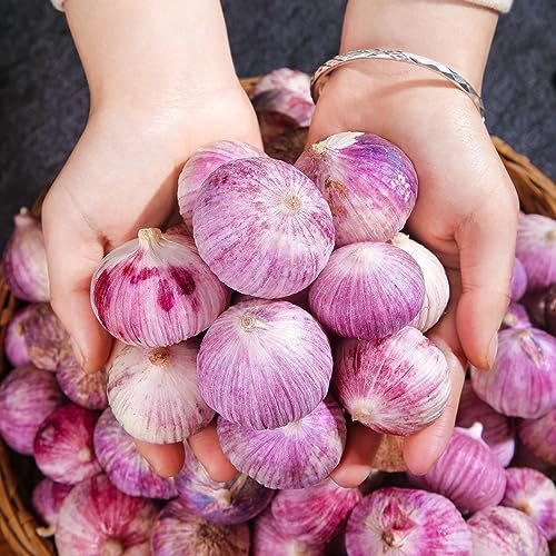 5 Pcs pflanzknoblauch winterhart - steckknoblauch - gartenkräuter, winterharte stauden mehrjährig knoblauch zum pflanzen, bodendecker gartenkräuter, winterharte pflanzen für balkon
