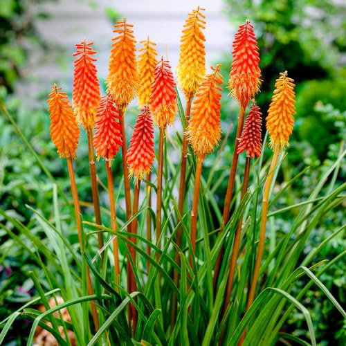 Kniphofia Mix Kollektion (5 Pflanzen), Mischung aus 5 Sorten und Farben, winterhart und mehrjährig, Stauden aus Holland (keine Samen, keine Zwiebeln und nicht künstlich)