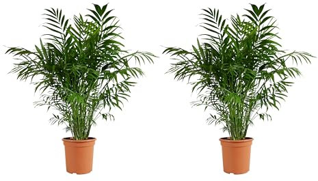 Bloomique - 2er Set - Chamaedorea Elegans - Bergpalme - Zimmerpflanzen - Pflegeleicht - Haustierfreundlich - Höhe 80-100 cm - Topf 20 cm