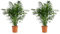 Bloomique - 2er Set - Chamaedorea Elegans - Bergpalme - Zimmerpflanzen - Pflegeleicht - Haustierfreundlich - Höhe 80-100 cm - Topf 20 cm