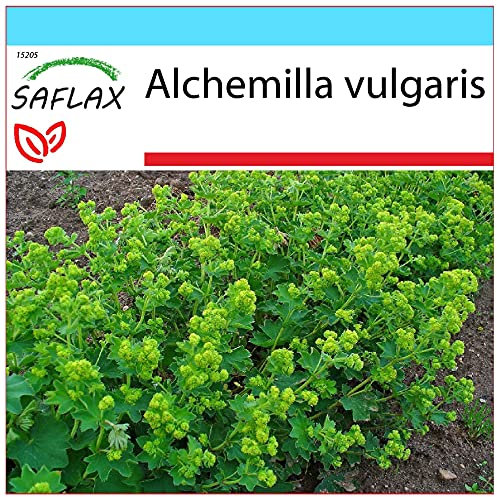 SAFLAX - Geschenk Set - Heilpflanzen - Frauenmantel - 100 Samen - Mit Geschenk- / Versandbox, Versandaufkleber, Geschenkkarte und Anzuchtsubstrat - Alchemilla vulgaris