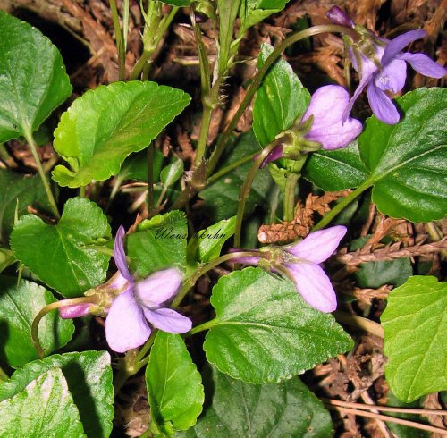 Staudenkulturen Wauschkuhn Viola odorata 'Königin Charlotte' - Duftveilchen - Staude im 9cm Topf