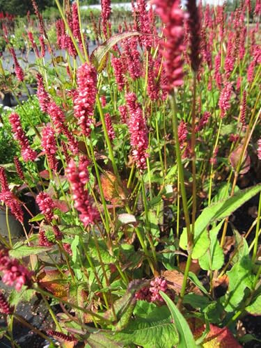 Kerzen-Knöterich Delgado Macho - Persicaria amplexicaulis Delgado Macho