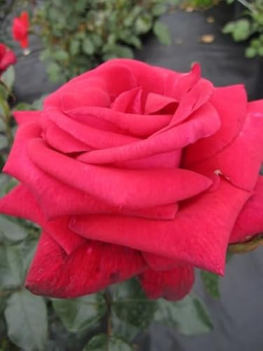 Rosa Grand Classe® - Edelrose - NIRP - Rose