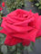 Rosa Grand Classe® - Edelrose - NIRP - Rose