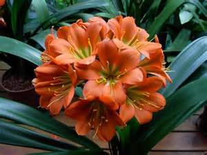 NEWClivia semillas, semillas de Clivia barato en maceta, flor Bonsai balcón para el hogar y el jardín de 2 piezas/paquete
