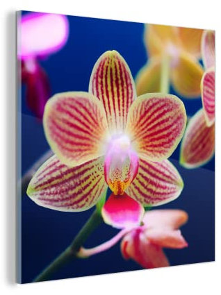 MuchoWow Glasbild Glasfoto Wandbild Bilder Deko 20x20 cm Von Orchidee