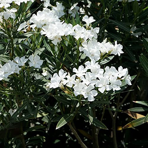 Oleander Winterhart(Oleander Pflanze),Blumensamen,Nachhaltige Geschenke Bonsai Samen Oleander BlüTen Zimmerpflanzen Samen Balkonpflanzen Geschenk Garten-25stüCk(Weiß)