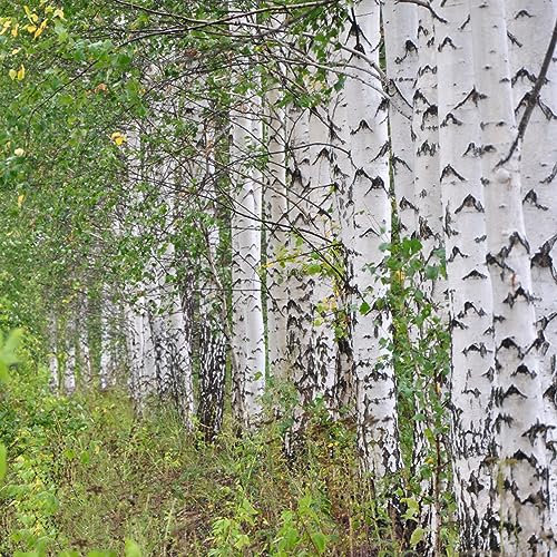 50 pcs weiße Birke baum kaufen samen - wanddeko pflanzen Betula platyphylla,birkenbaum,birken steingartenpflanzen winterhart baumsamen kübelpflanzen bäume kaufen nachhaltigkeit geschenke