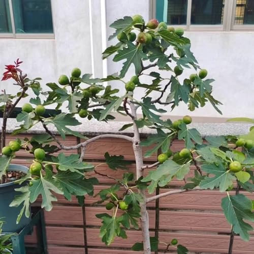 200 Pcs Feigenbaum Kaufen Samen, Feigen, Feige Gartendeko Für Draußen, Obst Samen, Ficus Carica, Winterharte Kübelpflanzen, Obstbäume Kaufen Winterharte Pflanzen Für Kübel, Säulenobst