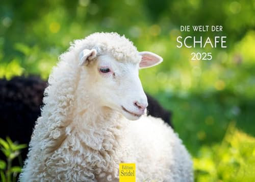 Edition Seidel Premium Kalender Die Welt der Schafe 2025 Format DIN A4 Wandkalender Tierkalender Tiere Haustiere Schaf Lamm Bock