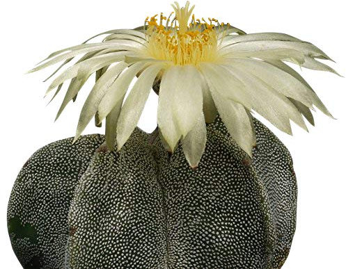 Kaktus ''Bischofsmütze'' (Astrophytum myriostigma) 25 Samen