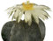 Kaktus ''Bischofsmütze'' (Astrophytum myriostigma) 25 Samen