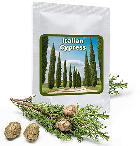 100 pcs Italian Cypress Seeds - Mediterranean Cypress - A evergreen classic from Italy’s Tuscany