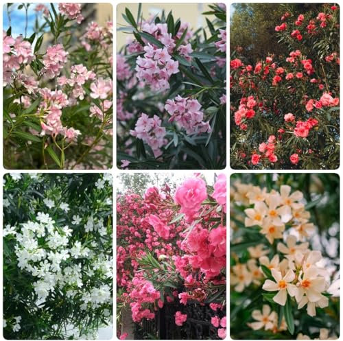 semi di oleandro - Piante d'appartamento semi veri, fiori resistenti semi di oleandro, Semi di alberi alberi da giardino resistenti, semi di fiori recisi semi biologici antiche 20pcs
