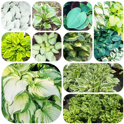 pianta di hosta resistente - semi piante da balcone semi di pianta hosta - piante rare - per giardinieri d'appartamento che purificano l'aria perenne resistente tappezzante 100pcs