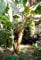 Chinesische Yunnan-Banane 10 Samen -Frostharte Banane- Musa yunnanensis