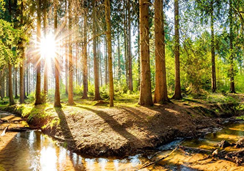 wandmotiv24 Fototapete Sonnenschein im Wald mit Bach, XL 350 x 245 cm - 7 Teile, Wanddeko, Wandbild, Wandtapete, Sonne, Wasser Baum M5752