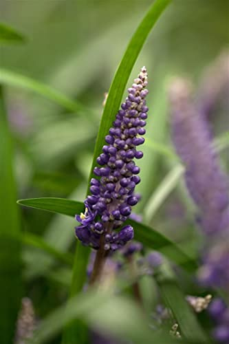 Liriope im Topf Liriope muscari Bodendecker winterhart immergrün | Bogenförmig, violette Blütenähren August bis Oktober, immergrün, halbschattig bis schattig, frosthart bis -15 °C