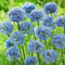 Allium Caeruleum 10 Zwiebeln, Blauer Kugel-Lauch