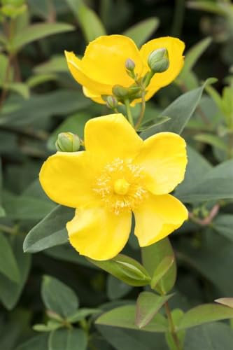 Hypericum 'Hidcote' ca. 9x9 cm Topf - Johanniskraut, leuchtend gelbe Blüten, Blütezeit Juni-September, ideal für Beete, pflegeleicht und winterhart