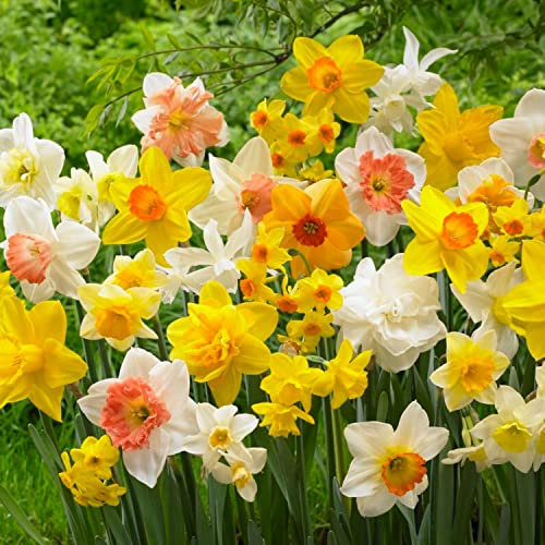 Colección de bulbos de narcisos perfumados para presupuesto (25 narcisos), perennes y resistentes al invierno, mezcla de bulbos de flores de Holanda para jardín y maceta, 6-7 variedades