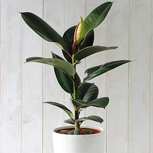 Thompson & Morgan Indoor Indian Rubber Plant Tree Easy to Grow Evergreen House Plant for Home, Office & Conservatory 2 x Ficus Eleastica Robusta in 12cm Pot