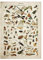 Buttferflies Vintage Poster Bienen Insekten Vögel Plumes Federn Eier Wand-deko Poster Und Drucke Leinwand-malerei