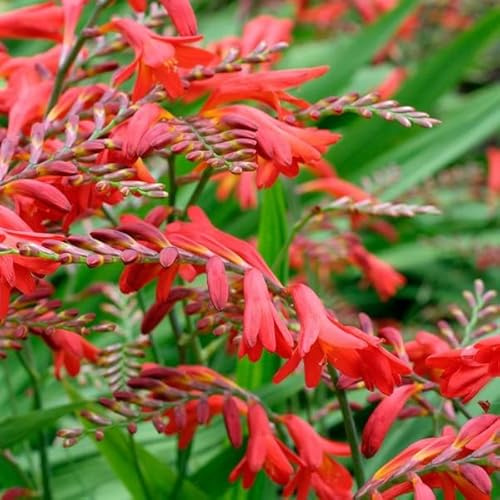 6 x Crocosmia 'Emberglow' - Montbretie Emberglow Topf 9x9cm