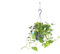 Efeutute Ampel 50-70 cm länge Epipremnum aureum Zimmerpflanze