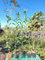 Vivai Piante Ferretti Photinia Fraseri Red Robin Alt. 60/80 cm - Foto Reali